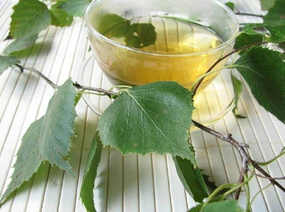 Infuso di betulla