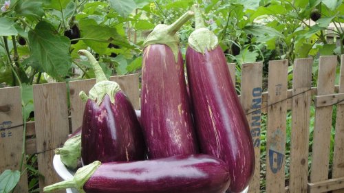 Benefici della melanzana per la salute Benefici della melanzana per la salute