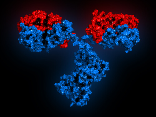 Modello 3d di anticorpo monoclonale