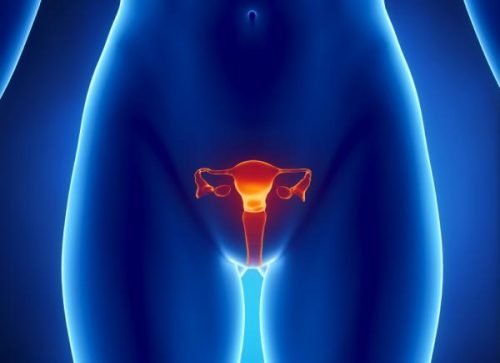 Immagine utero e ovaie
