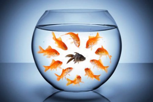 Pesce diverso in un gruppo di pesci uguali