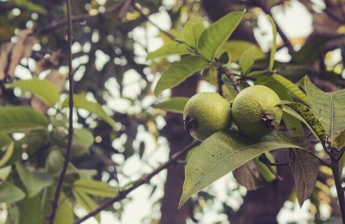 Rimedio con foglie di guava