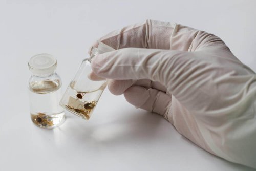 Sintomi della disseminazione precoce e tardiva