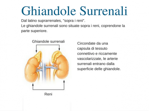 Ghiandole surrenali coinvolte nella stanchezza surrenale