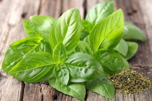 Foglie di basilico