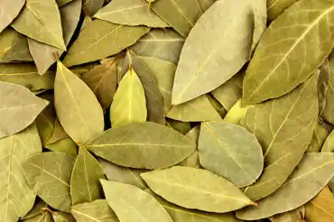 11 proprietà delle foglie di alloro che non conoscevate