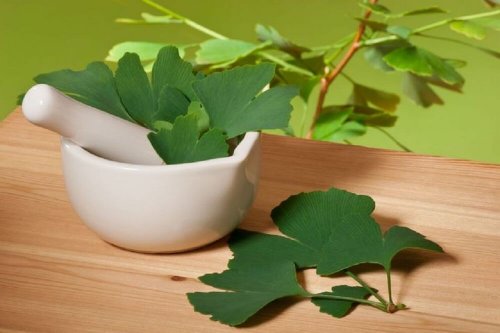Ginkgo biloba dentro mortaio