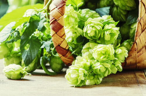 Fiori di luppolo tra i migliori sonniferi naturali
