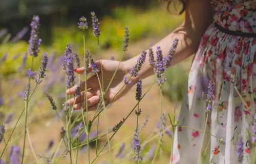 Ragazza in un campo di lavanda.