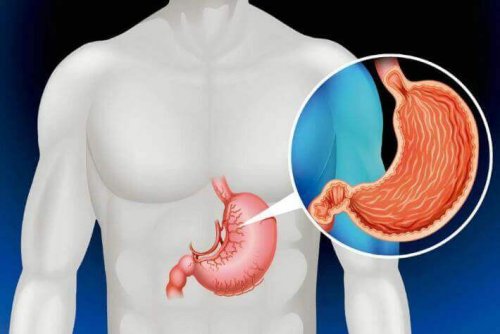Stomaco tra i 7 organi non necessari per vivere