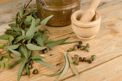 Foglie di eucalipto tra gli antistaminici naturali