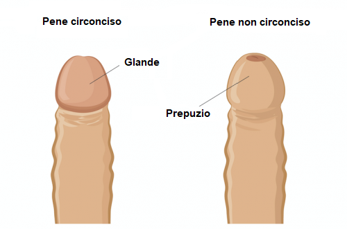 Pene circonciso e non.