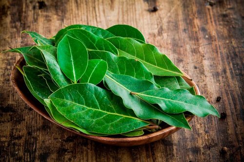 Alloro per espellere il muco