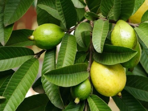 Foglie di guava e frutti