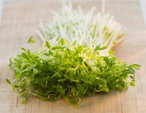 Germogli di erba medica