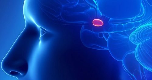 La ghiandola pineale