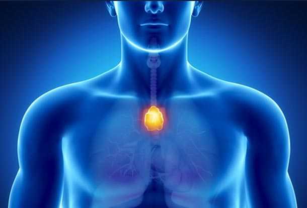 Timo: ghiandola del benessere e del sistema immunitario Timo: ghiandola del benessere e del sistema immunitario