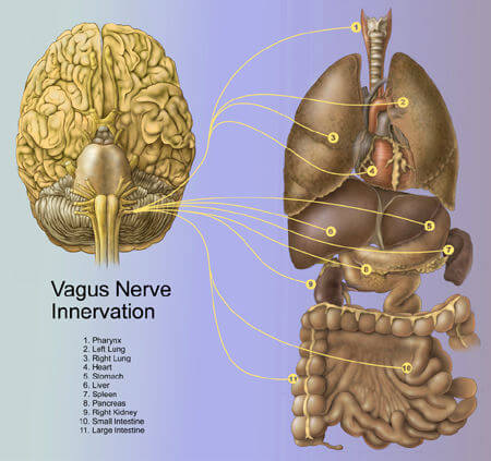 Nervo vago