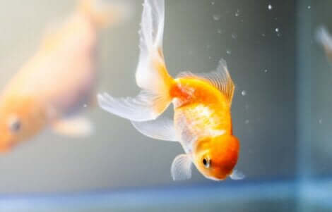 Pesce rosso.