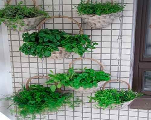 Giardino interno con piante appese
