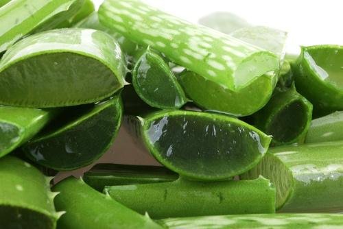 Aloe vera