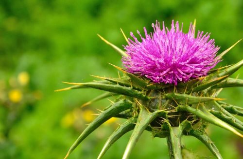 Anche il cardo mariano rientra tra gli alimenti più ricchi di potassio