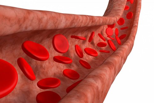 Circolazione del sangue