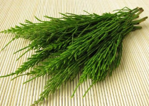 Coda cavallina