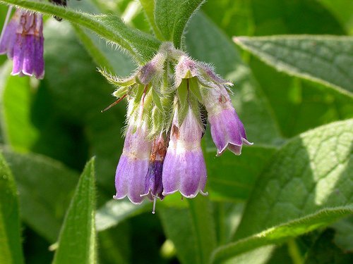 Consolida maggiore per le macchie scure