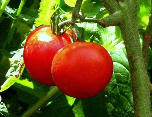 Pomodori e costipazione