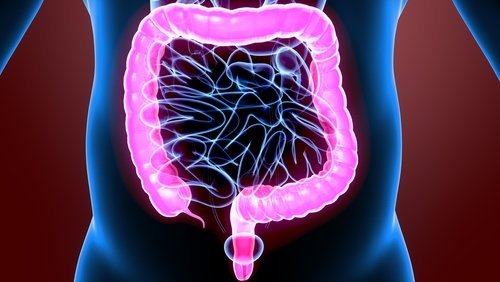 Fisiologia intestino crasso