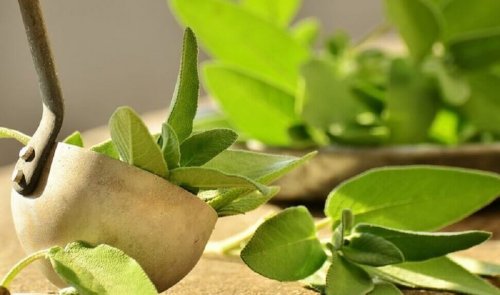 Foglie di salvia