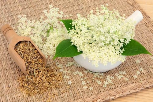 Piante che aiutano a digerire, olmaria