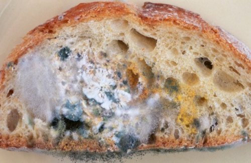 Pame con muffa