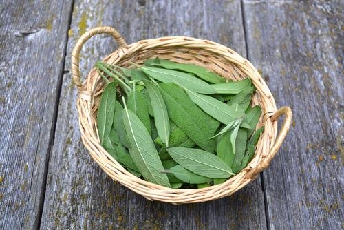Salvia