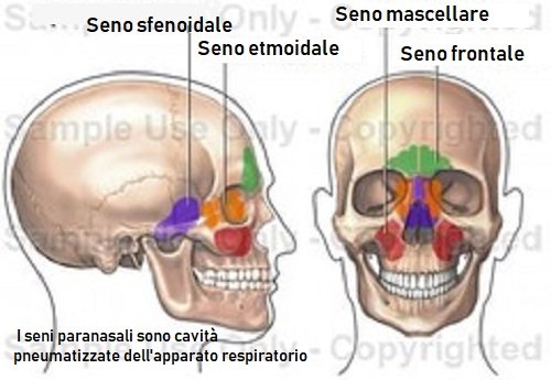Seni paranasali