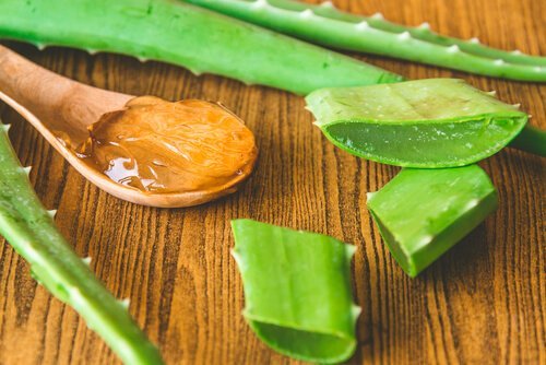 foglie di aloe vera