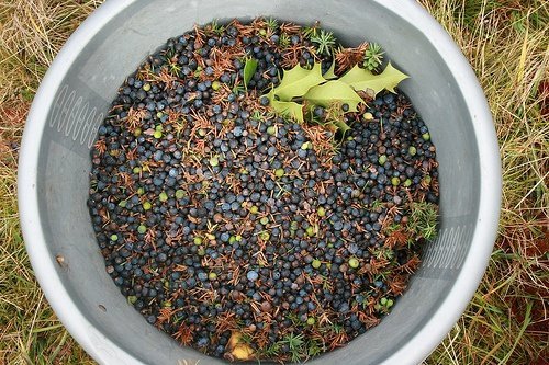 Bacche di ginepro per tenere lontane le zanzare.