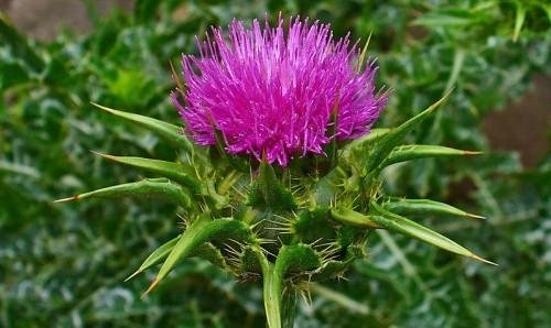 fiore di cardo mariano