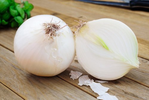 Cipolla