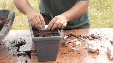Coltivare aglio in casa: ecco alcuni utili consigli
