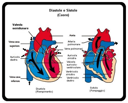 Diastole e sistole