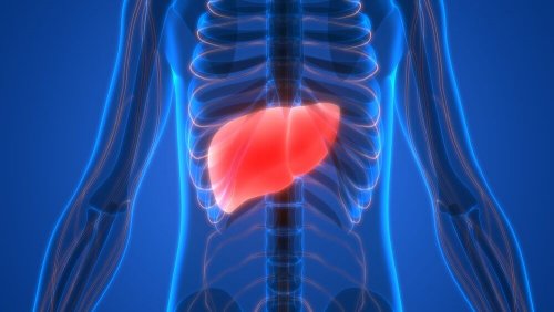 Il fegato ha la funzione di eliminare sostanze potenzialmente dannose per il corpo