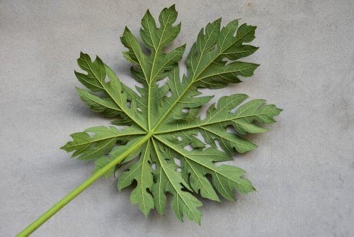 Foglia di papaya
