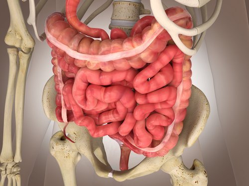 Intestino in 3D