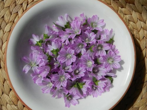 Fiori di malva in un piatto