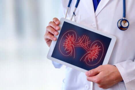 Medico mostra un'immagine dei reni.