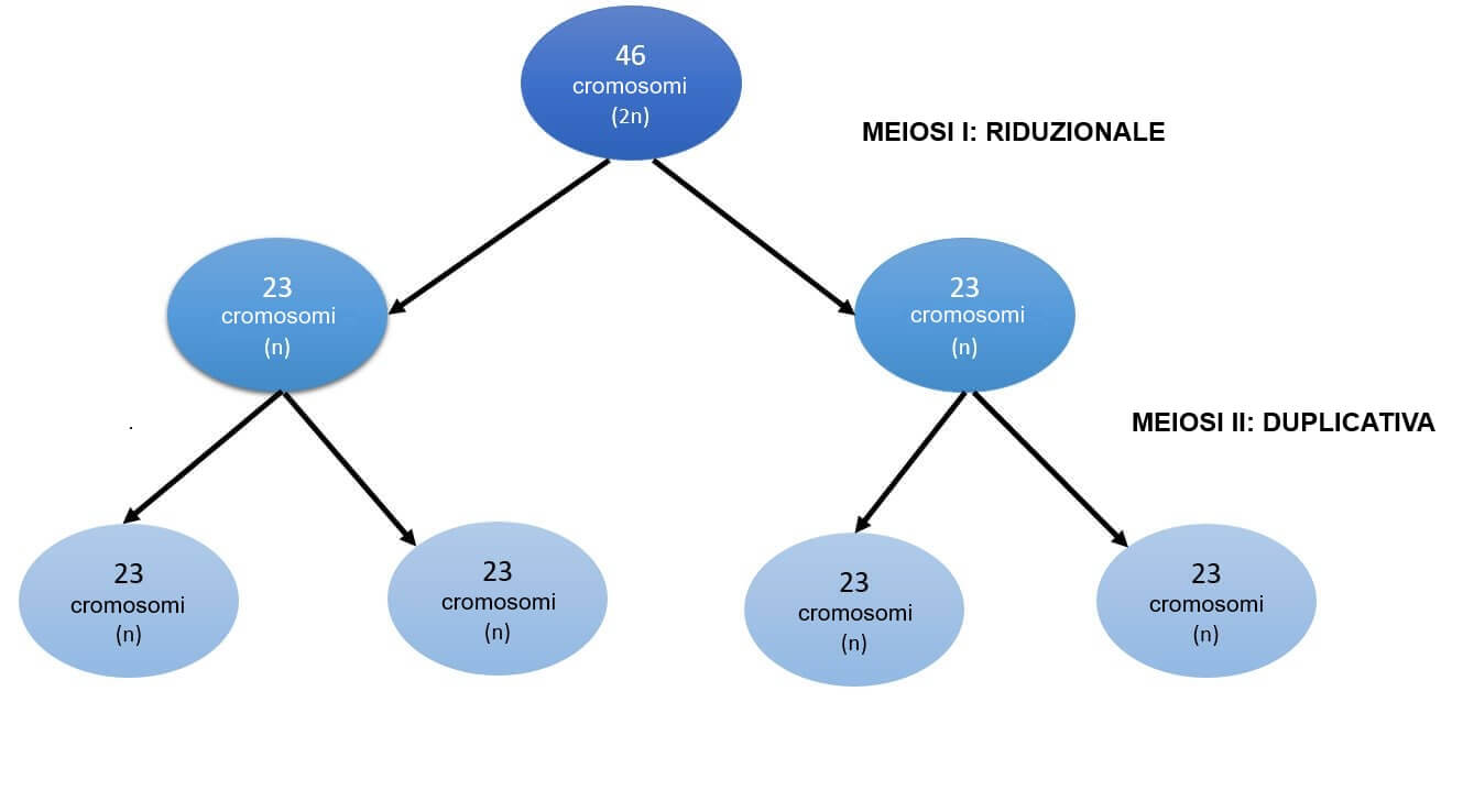 Meiosi