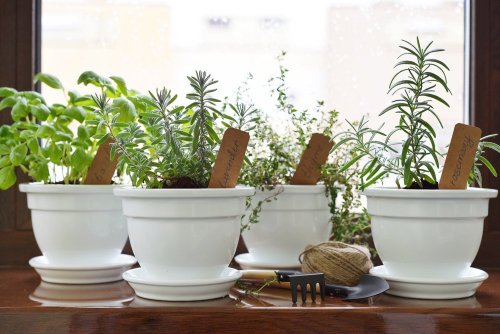 piante aromatiche nei vasi