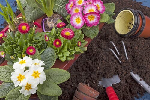 10 piante da coltivare facilmente nel vostro giardino